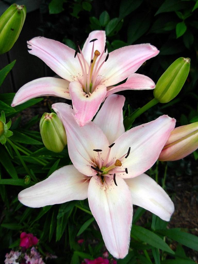 Photo of Lily (Lilium 'Vermeer') uploaded by Gilli