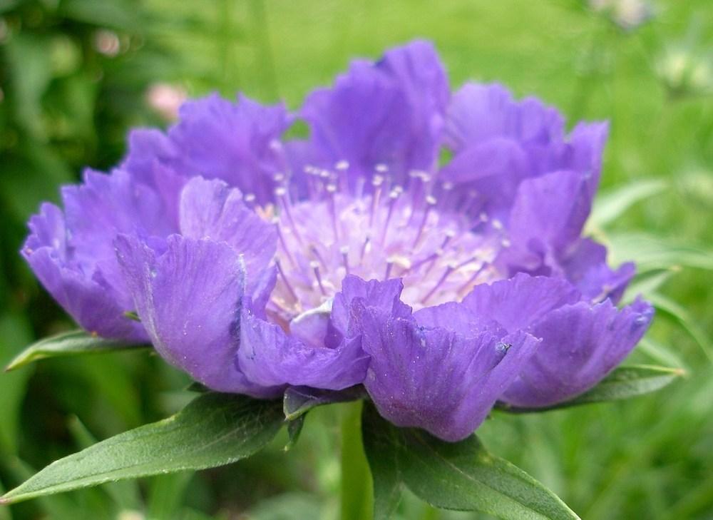 Photo of Pincushion Flower (Scabiosa 'Giant Blue') uploaded by Gilli