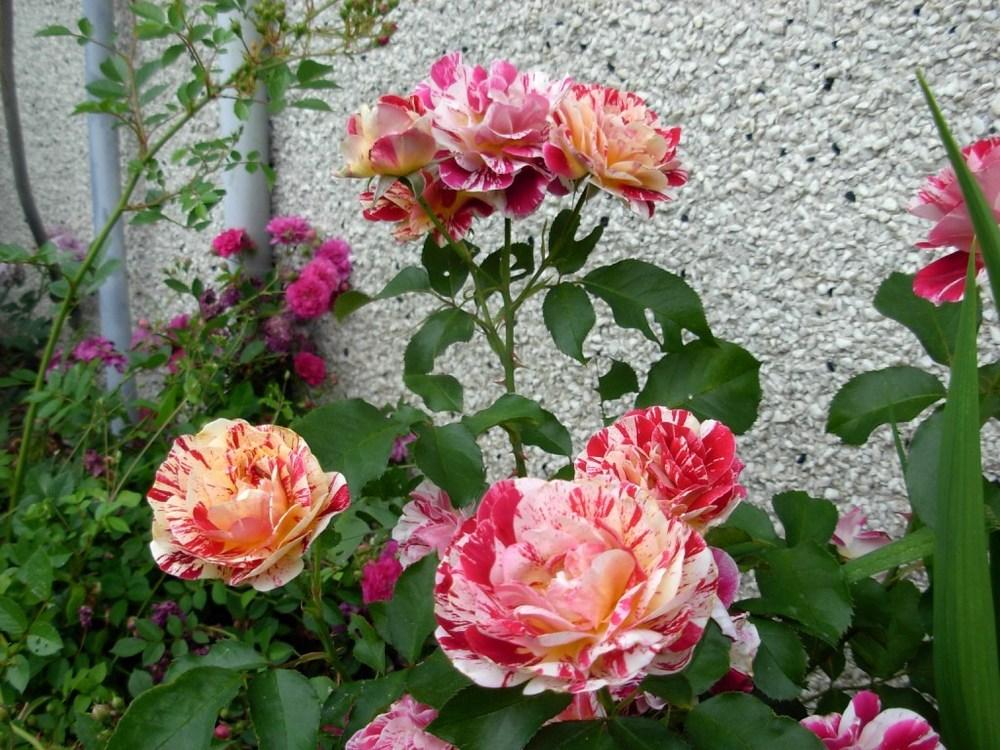 Photo of Rose (Rosa 'George Burns') uploaded by Gilli
