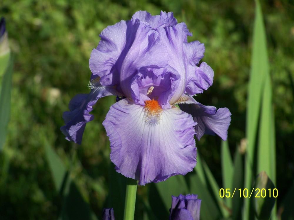 Photo of Irises (Iris) uploaded by Misawa77