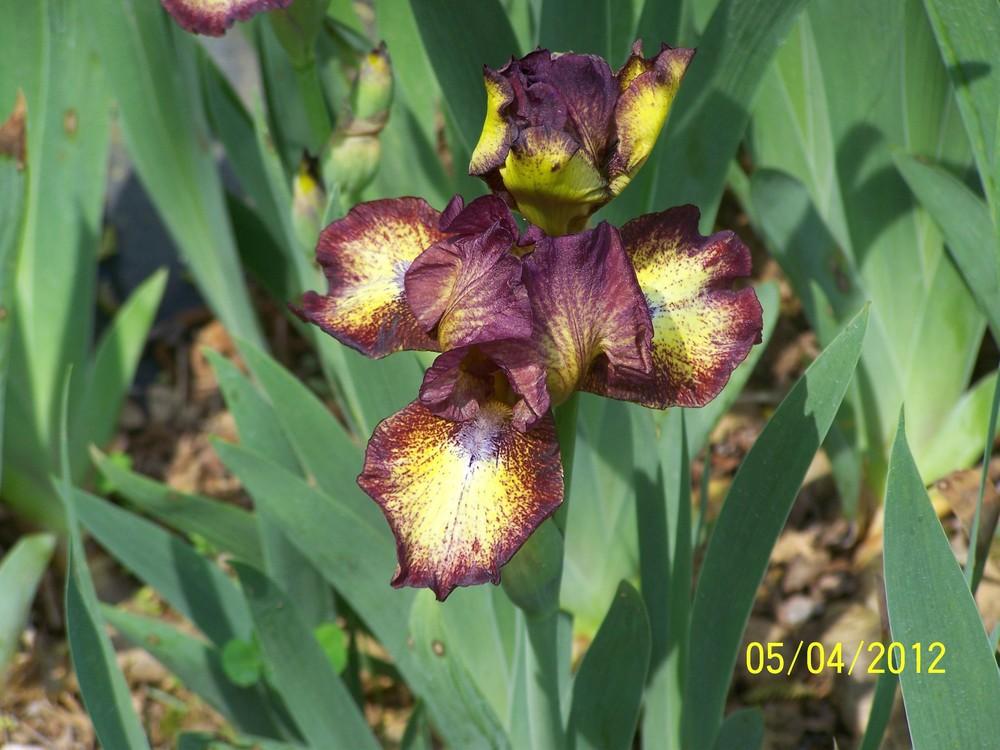 Photo of Intermediate Bearded Iris (Iris 'Hot Fudge') uploaded by Misawa77