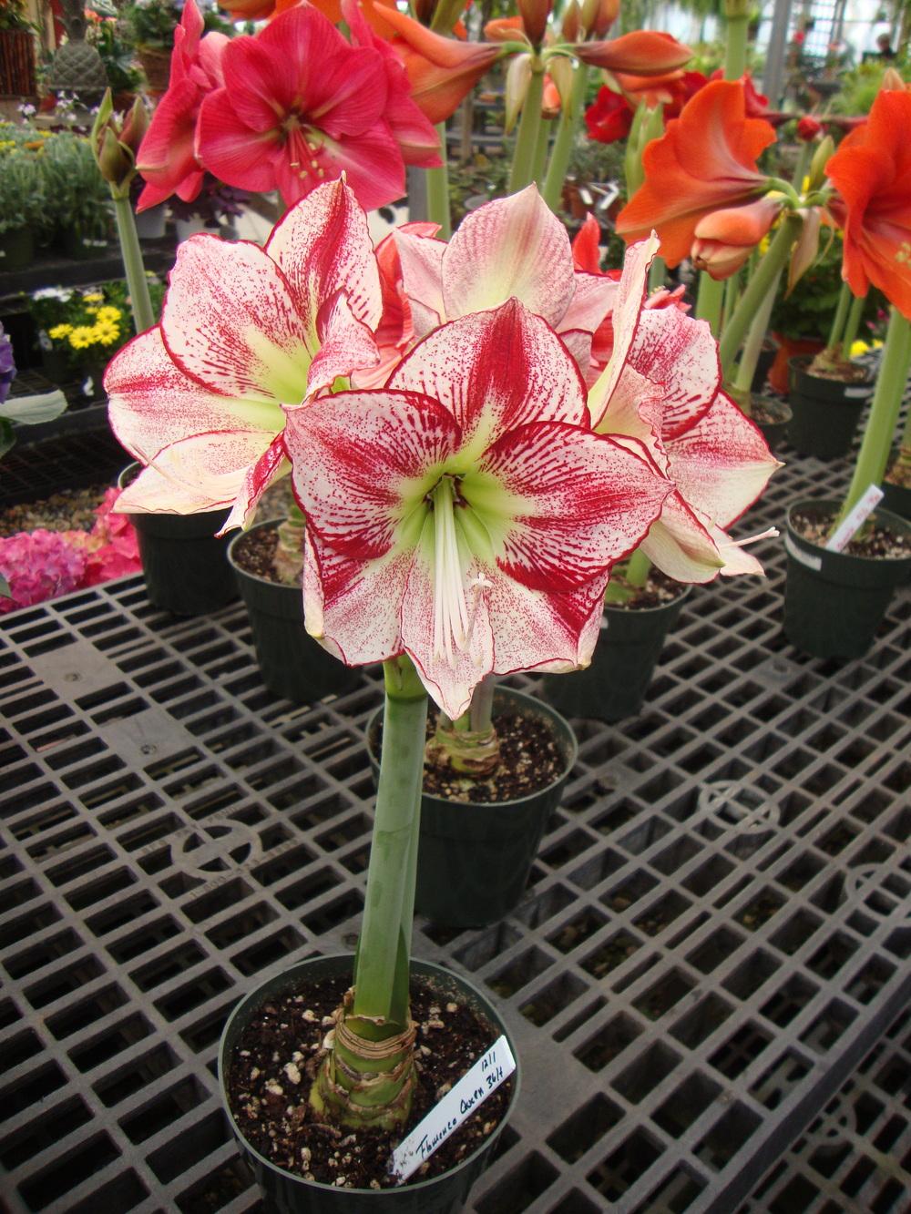 Photo of Amaryllis (Hippeastrum 'Flamenco Queen') uploaded by Paul2032