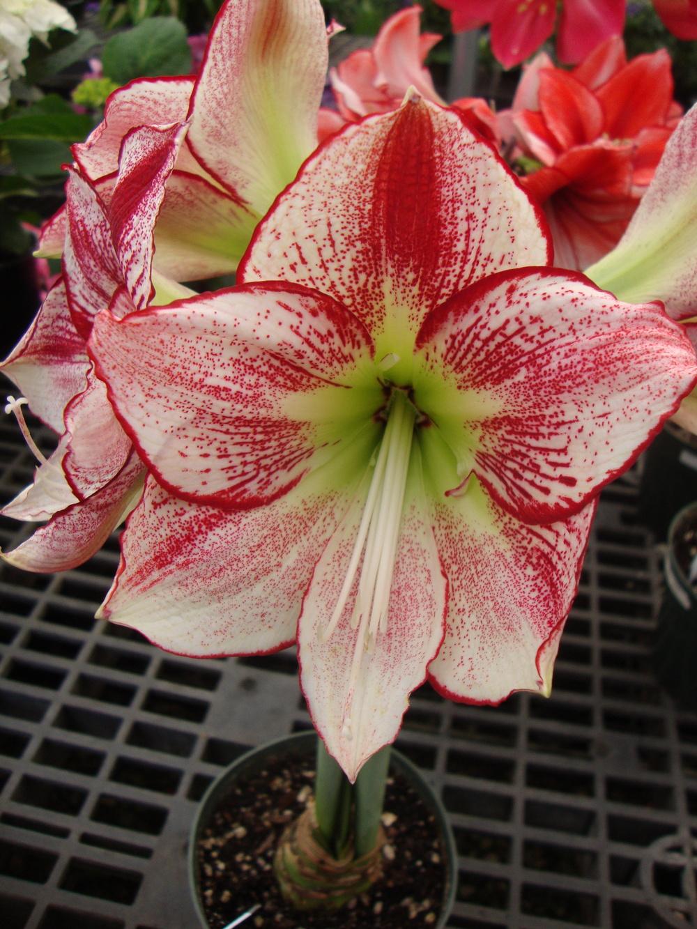 Photo of Amaryllis (Hippeastrum 'Flamenco Queen') uploaded by Paul2032
