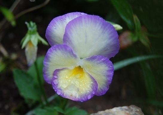 Photo of Violet (Viola 'Etain') uploaded by pixie62560