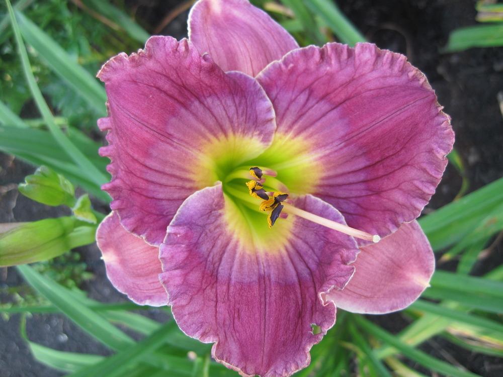 Photo of Daylily (Hemerocallis 'Guided by Voices') uploaded by Jamieholcomb