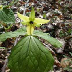 Location: North Carolina
Date: 2009-04-16
Yellow form of Trillium erectum