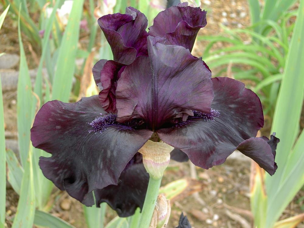 Photo of Tall Bearded Iris (Iris 'Before the Storm') uploaded by Muddymitts