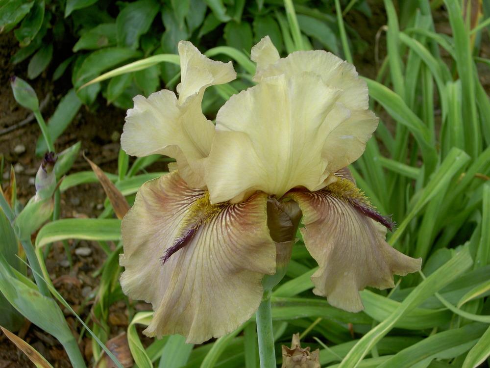 Photo of Tall Bearded Iris (Iris 'Thornbird') uploaded by Muddymitts