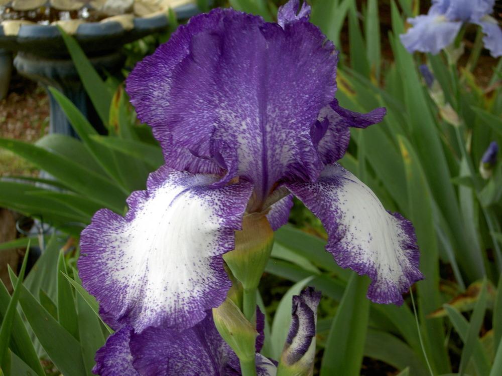 Photo of Tall Bearded Iris (Iris 'Jesse's Song') uploaded by Muddymitts