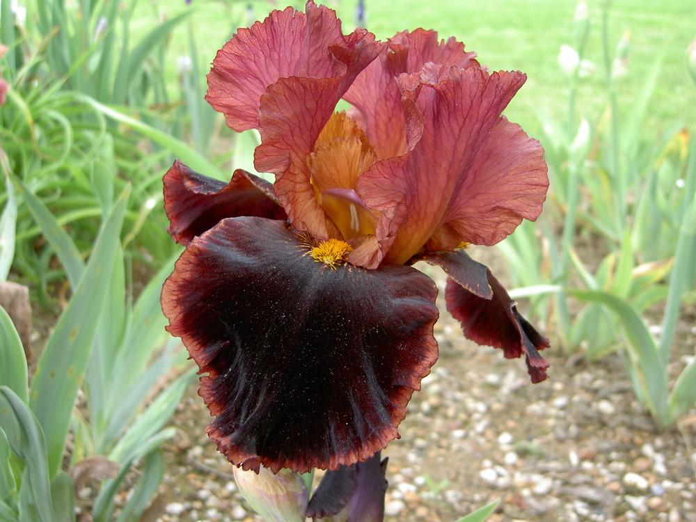 Photo of Tall Bearded Iris (Iris 'Strozzapreti') uploaded by Muddymitts
