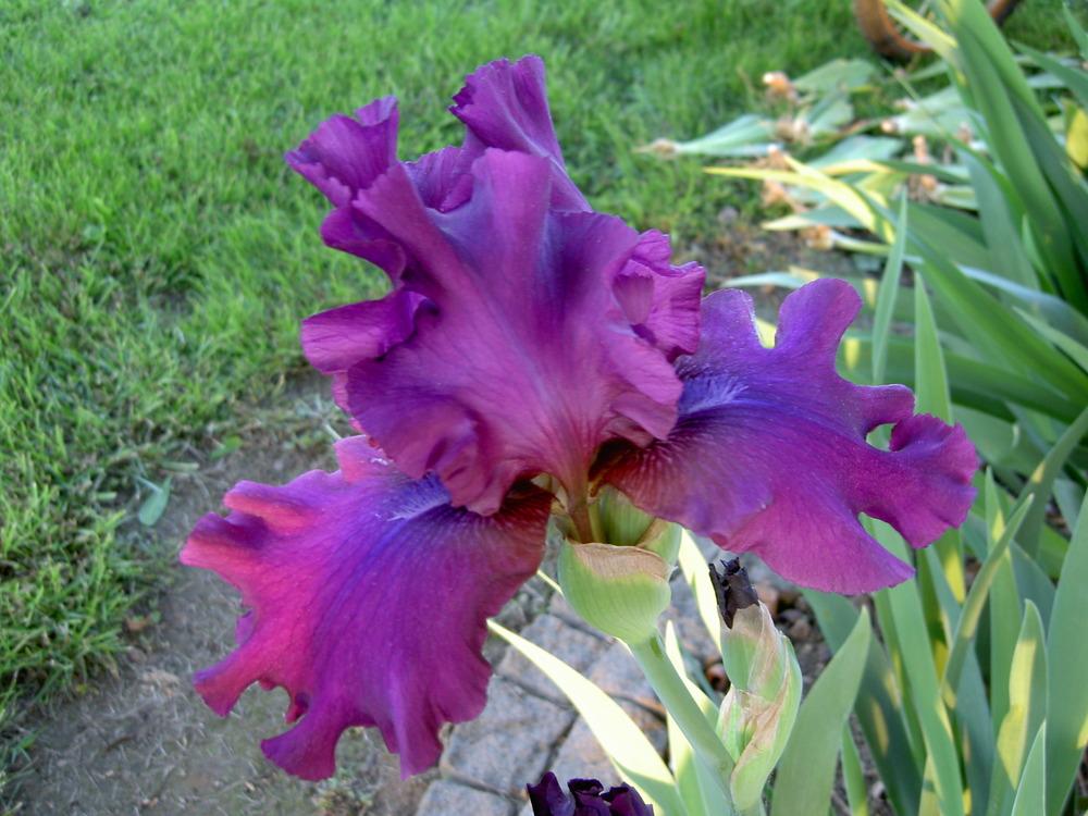 Photo of Tall Bearded Iris (Iris 'Sultry Mood') uploaded by Muddymitts