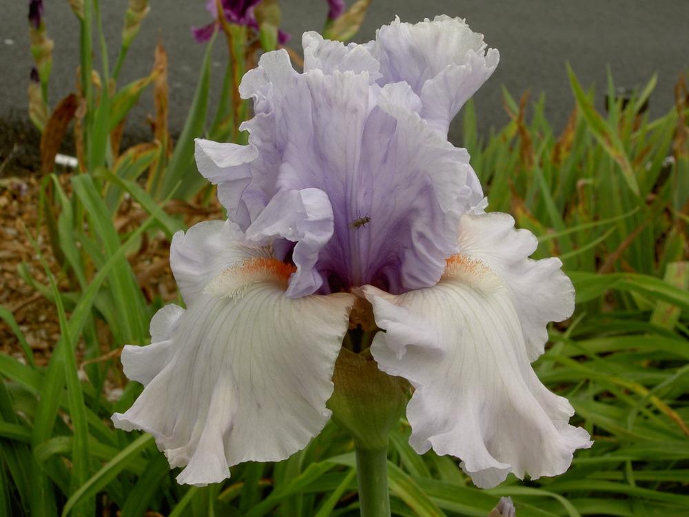 Photo of Tall Bearded Iris (Iris 'Fogbound') uploaded by Muddymitts