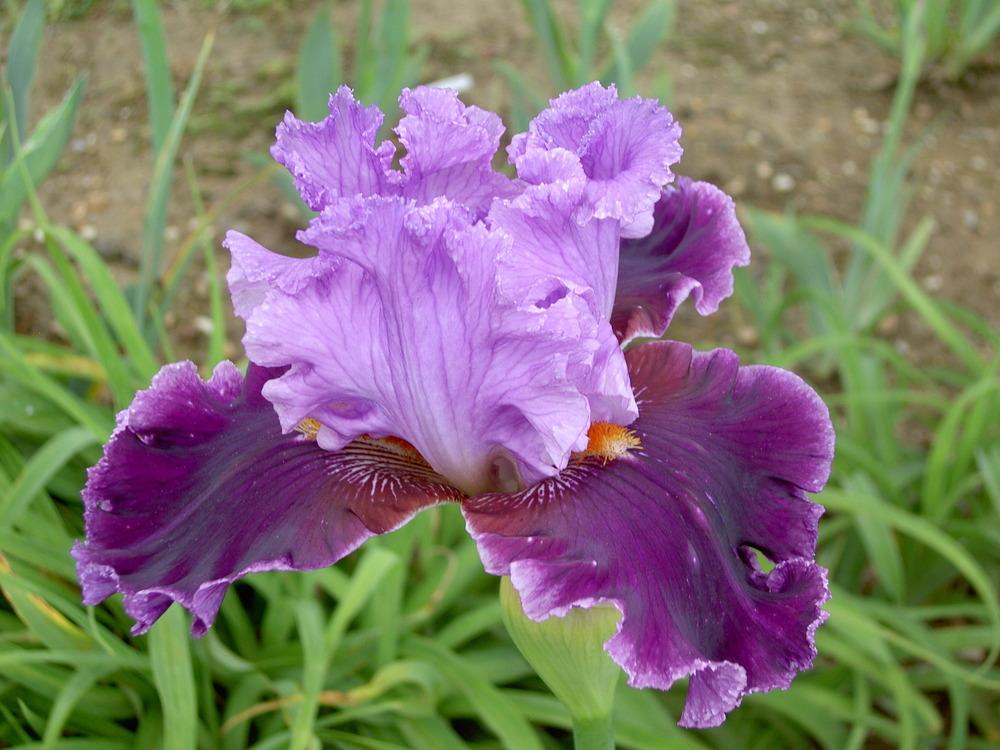 Photo of Tall Bearded Iris (Iris 'About Town') uploaded by Muddymitts