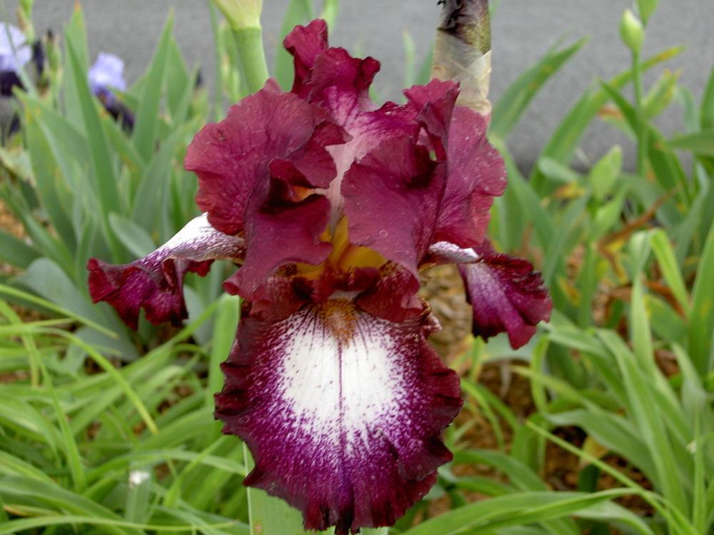 Photo of Tall Bearded Iris (Iris 'Tennison Ridge') uploaded by Muddymitts