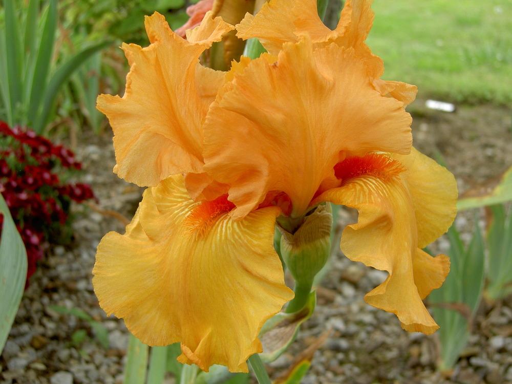 Photo of Tall Bearded Iris (Iris 'Savannah Sunset') uploaded by Muddymitts