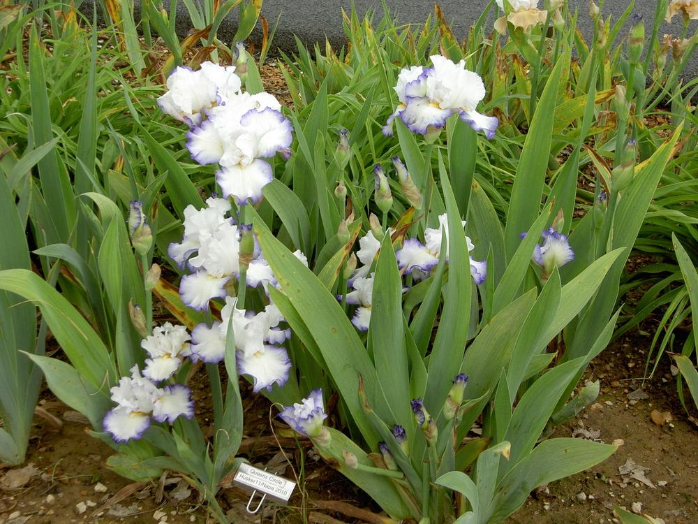 Photo of Tall Bearded Iris (Iris 'Queen's Circle') uploaded by Muddymitts