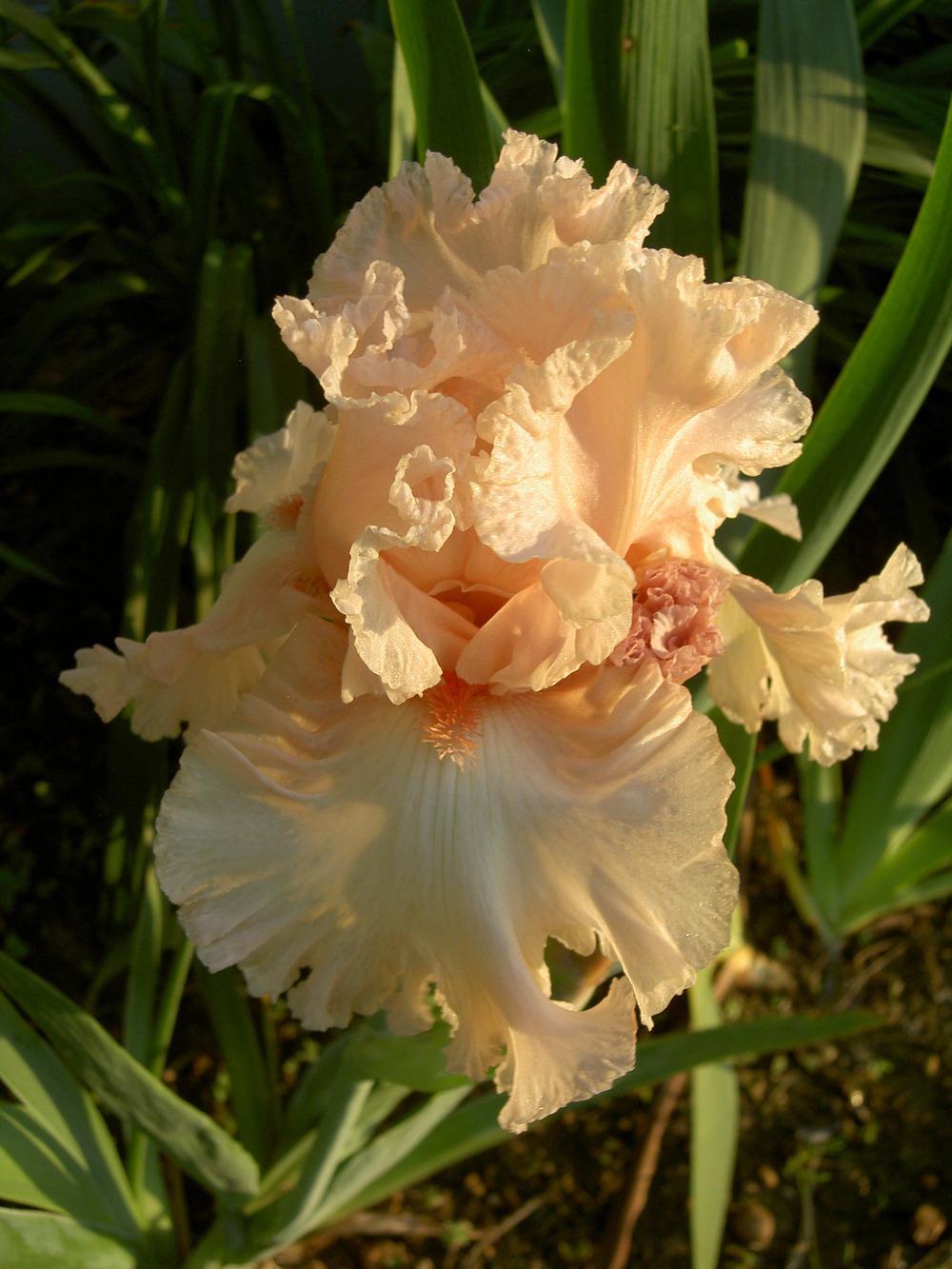 Photo of Tall Bearded Iris (Iris 'Picture Book') uploaded by Muddymitts