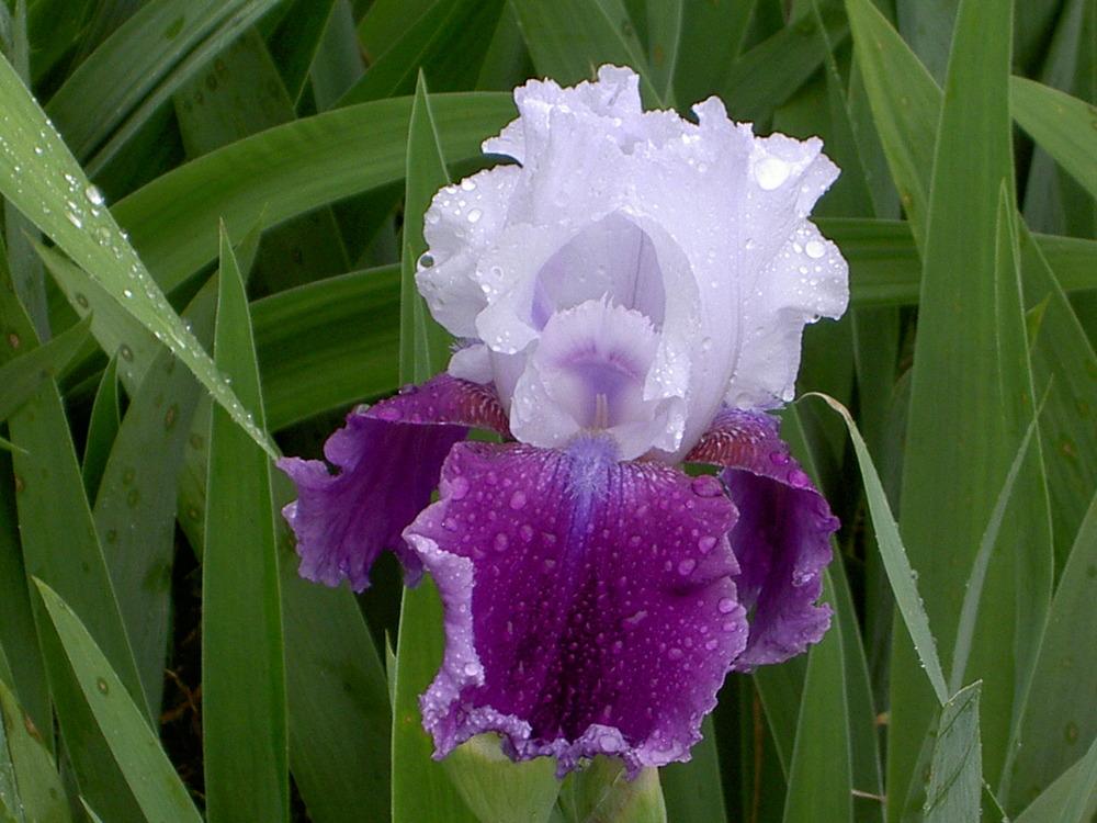 Photo of Tall Bearded Iris (Iris 'Gay Parasol') uploaded by Muddymitts