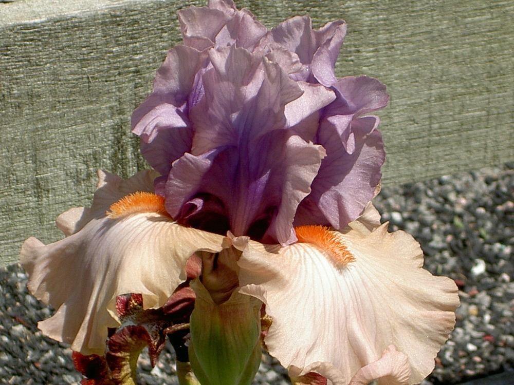 Photo of Tall Bearded Iris (Iris 'La Scala') uploaded by Muddymitts