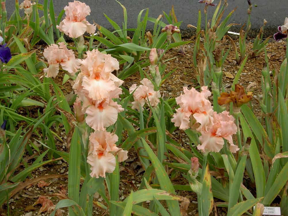 Photo of Tall Bearded Iris (Iris 'Happenstance') uploaded by Muddymitts