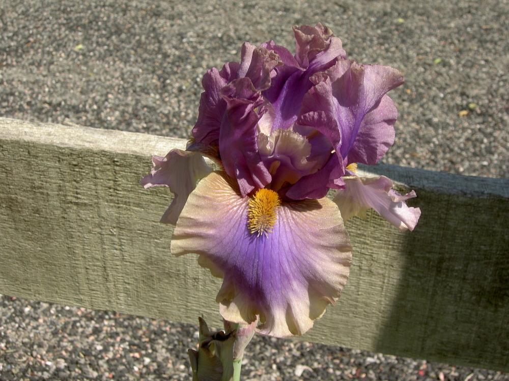 Photo of Tall Bearded Iris (Iris 'Crash Course') uploaded by Muddymitts