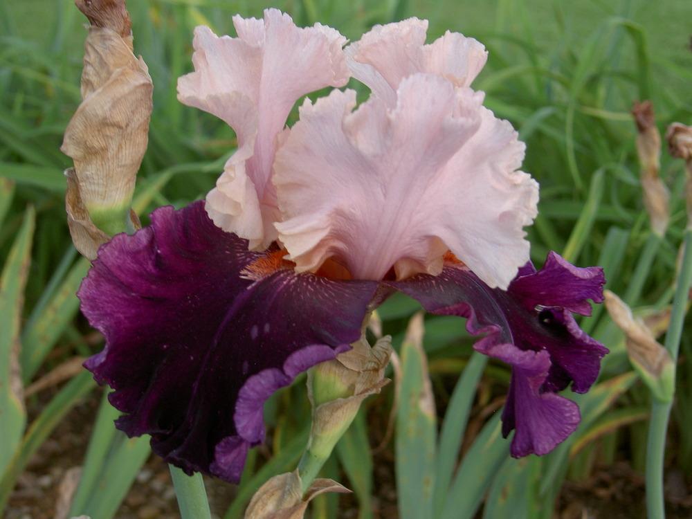 Photo of Tall Bearded Iris (Iris 'Fashion Magic') uploaded by Muddymitts