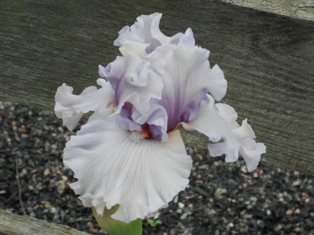 Photo of Tall Bearded Iris (Iris 'Resonance') uploaded by Muddymitts