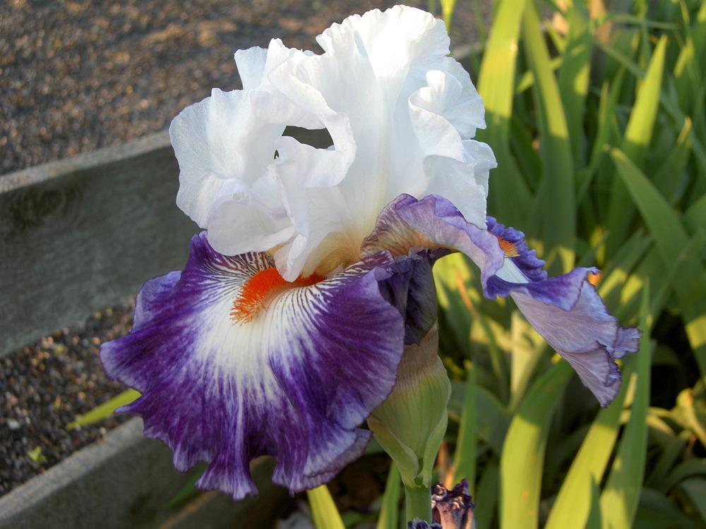 Photo of Tall Bearded Iris (Iris 'Gypsy Lord') uploaded by Muddymitts