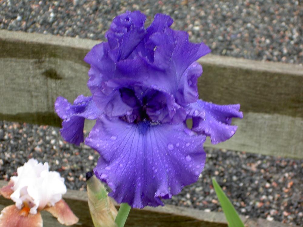 Photo of Tall Bearded Iris (Iris 'Magheralin') uploaded by Muddymitts