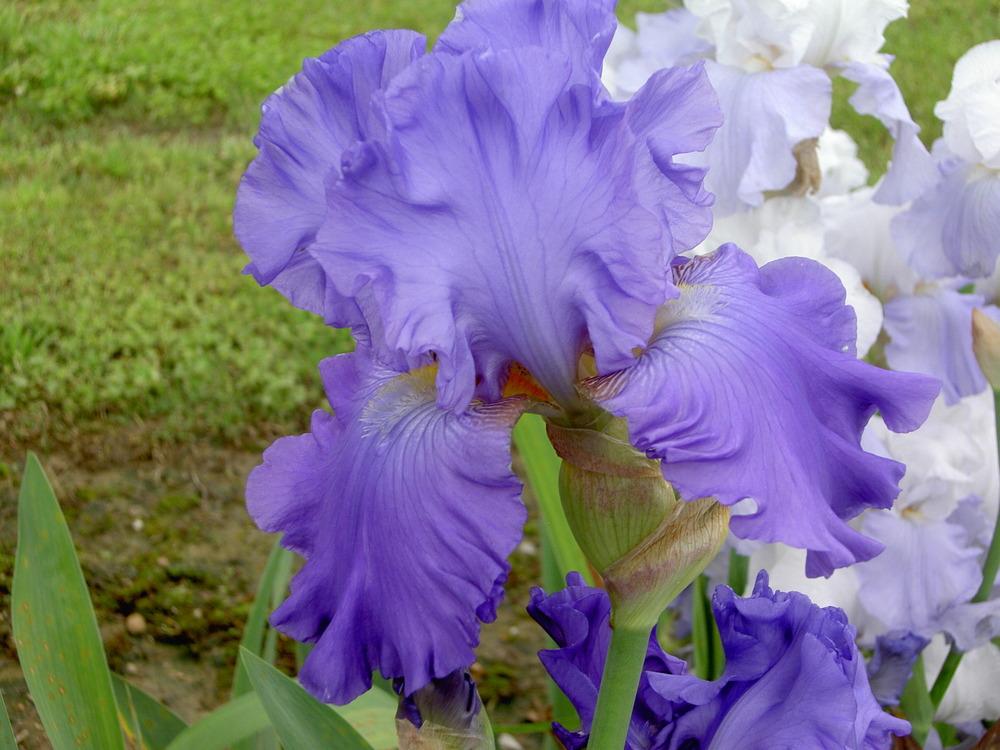 Photo of Tall Bearded Iris (Iris 'Big Boss') uploaded by Muddymitts