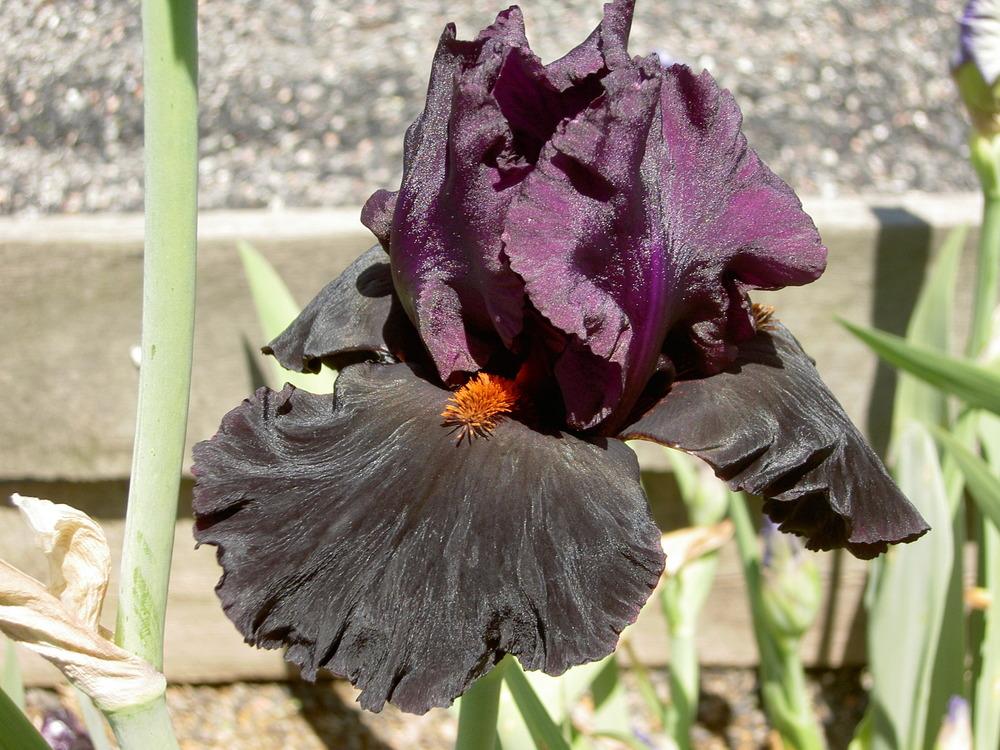 Photo of Tall Bearded Iris (Iris 'Black Magic Woman') uploaded by Muddymitts