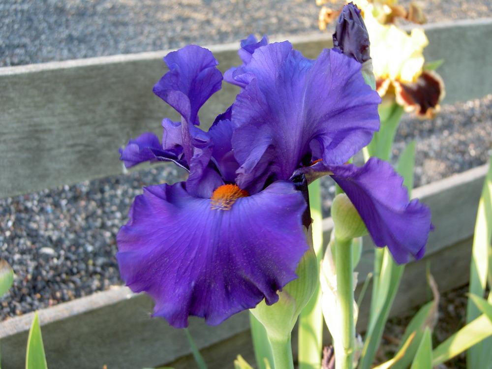 Photo of Tall Bearded Iris (Iris 'Paul Black') uploaded by Muddymitts