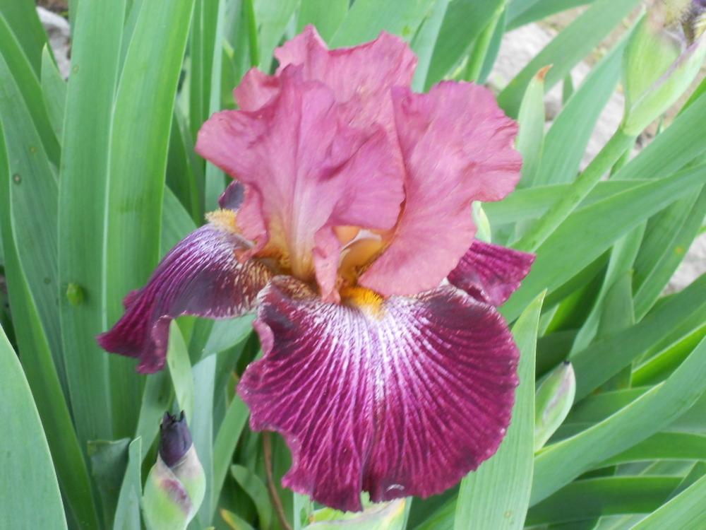 Photo of Tall Bearded Iris (Iris 'Vibrations') uploaded by Muddymitts
