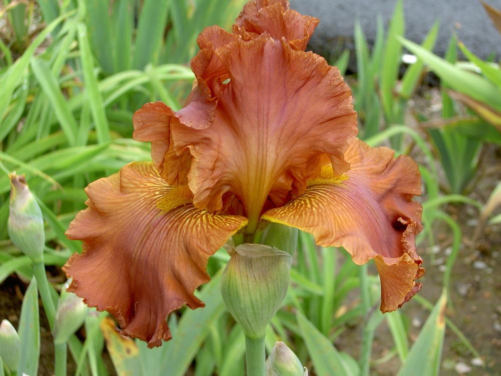Photo of Tall Bearded Iris (Iris 'Terre de Feu') uploaded by Muddymitts