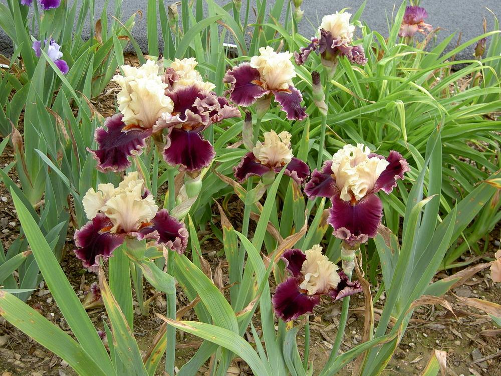 Photo of Tall Bearded Iris (Iris 'Hold My Hand') uploaded by Muddymitts
