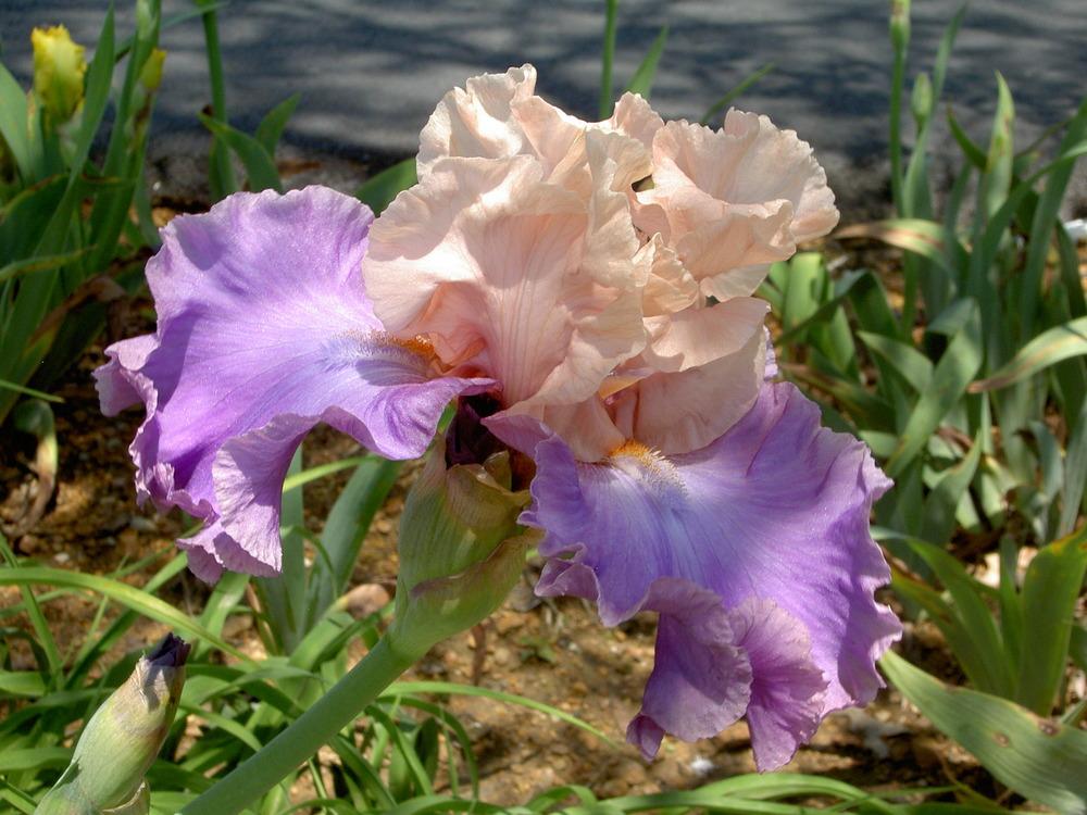 Photo of Tall Bearded Iris (Iris 'Poem of Ecstasy') uploaded by Muddymitts