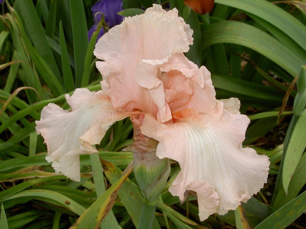Photo of Tall Bearded Iris (Iris 'Beverly Sills') uploaded by Muddymitts
