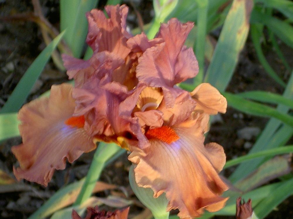 Photo of Tall Bearded Iris (Iris 'Safari Sunset') uploaded by Muddymitts