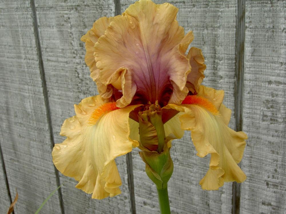 Photo of Tall Bearded Iris (Iris 'Broome Sunset') uploaded by Muddymitts