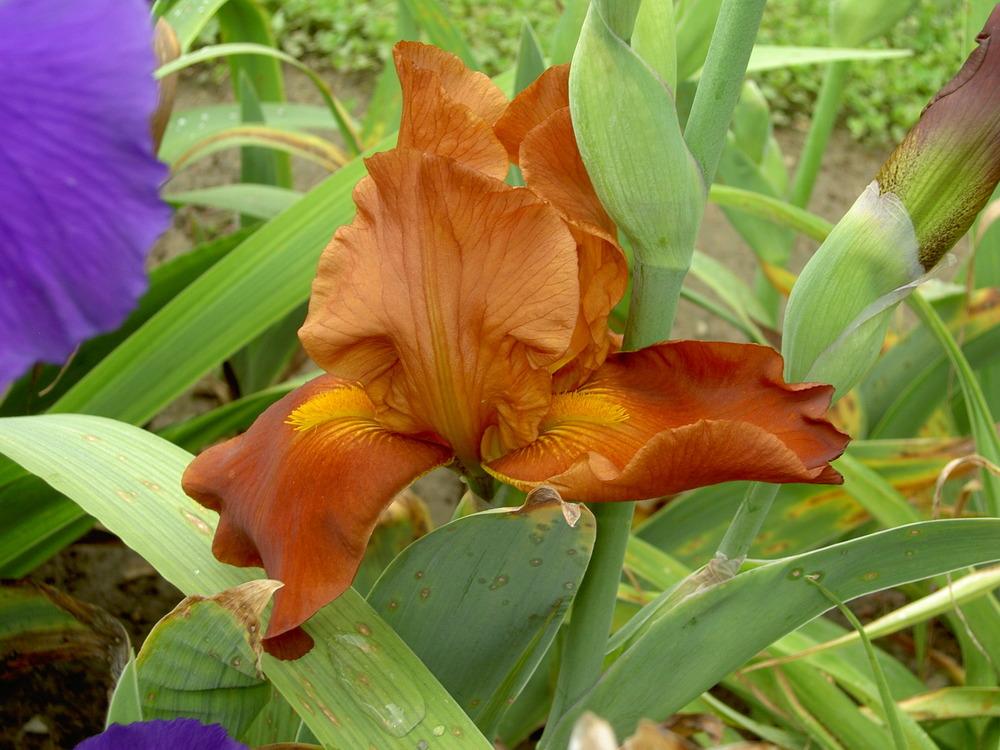 Photo of Tall Bearded Iris (Iris 'Copper Mountain') uploaded by Muddymitts