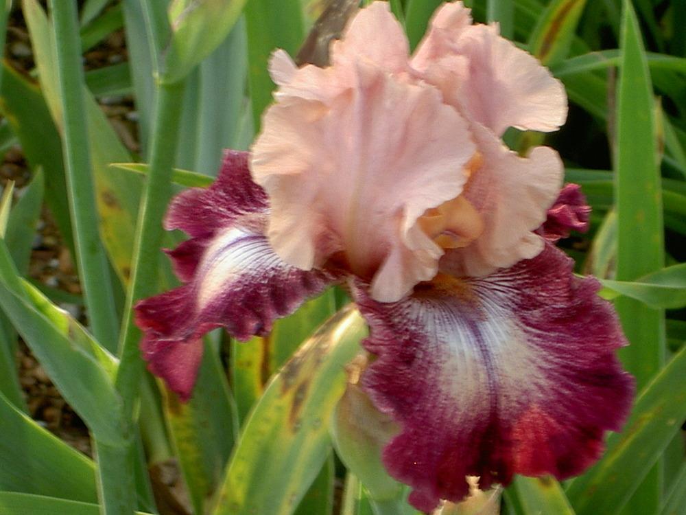 Photo of Tall Bearded Iris (Iris 'Cupid's Arrow') uploaded by Muddymitts