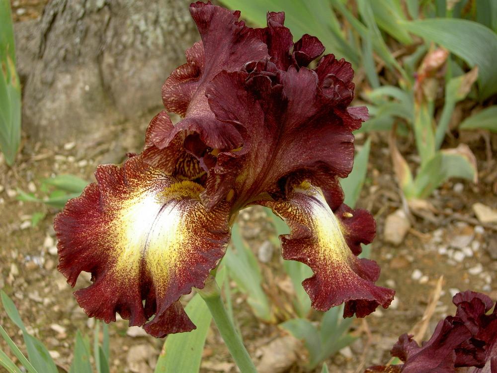 Photo of Tall Bearded Iris (Iris 'Epicenter') uploaded by Muddymitts