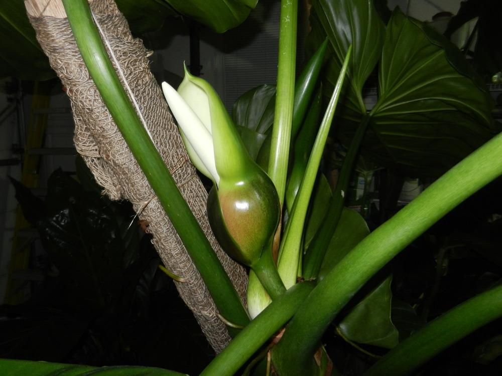 Photo of Giant Philodendron (Philodendron giganteum) uploaded by homer1958