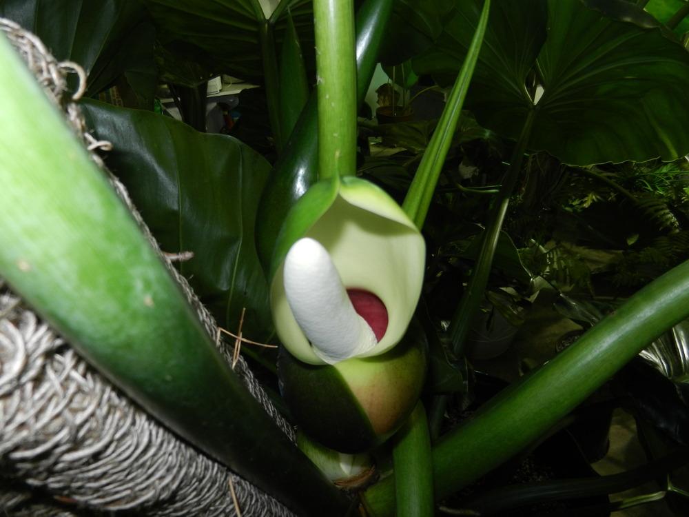 Photo of Giant Philodendron (Philodendron giganteum) uploaded by homer1958