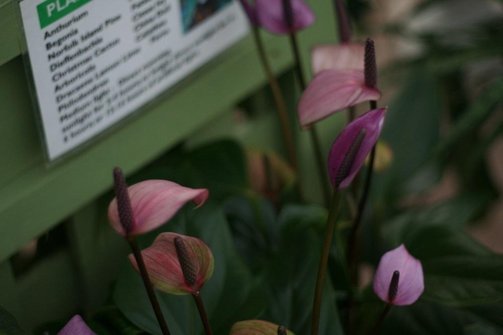 Photo of Anthuriums (Anthurium) uploaded by Skiekitty