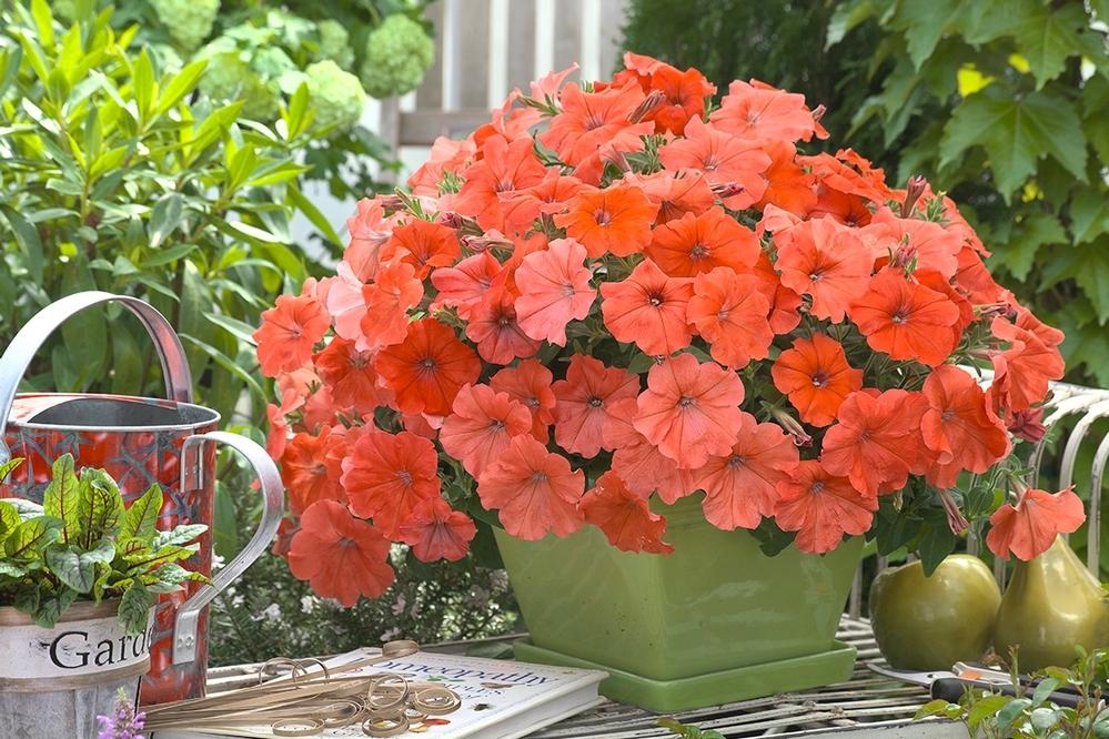 Photo of Petunia 'African Sunset' uploaded by SongofJoy
