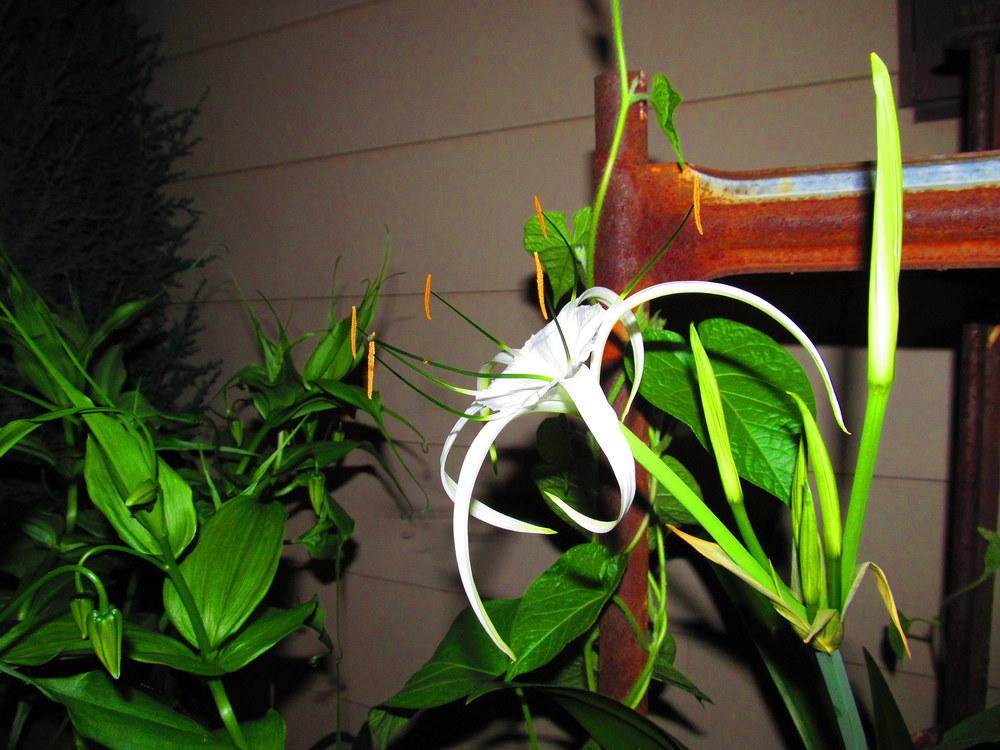 Photo of Spider Lilies (Hymenocallis) uploaded by jmorth