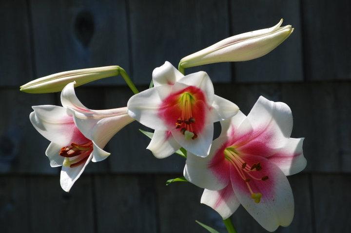 Photo of Lily (Lilium Triumphator) uploaded by pixie62560