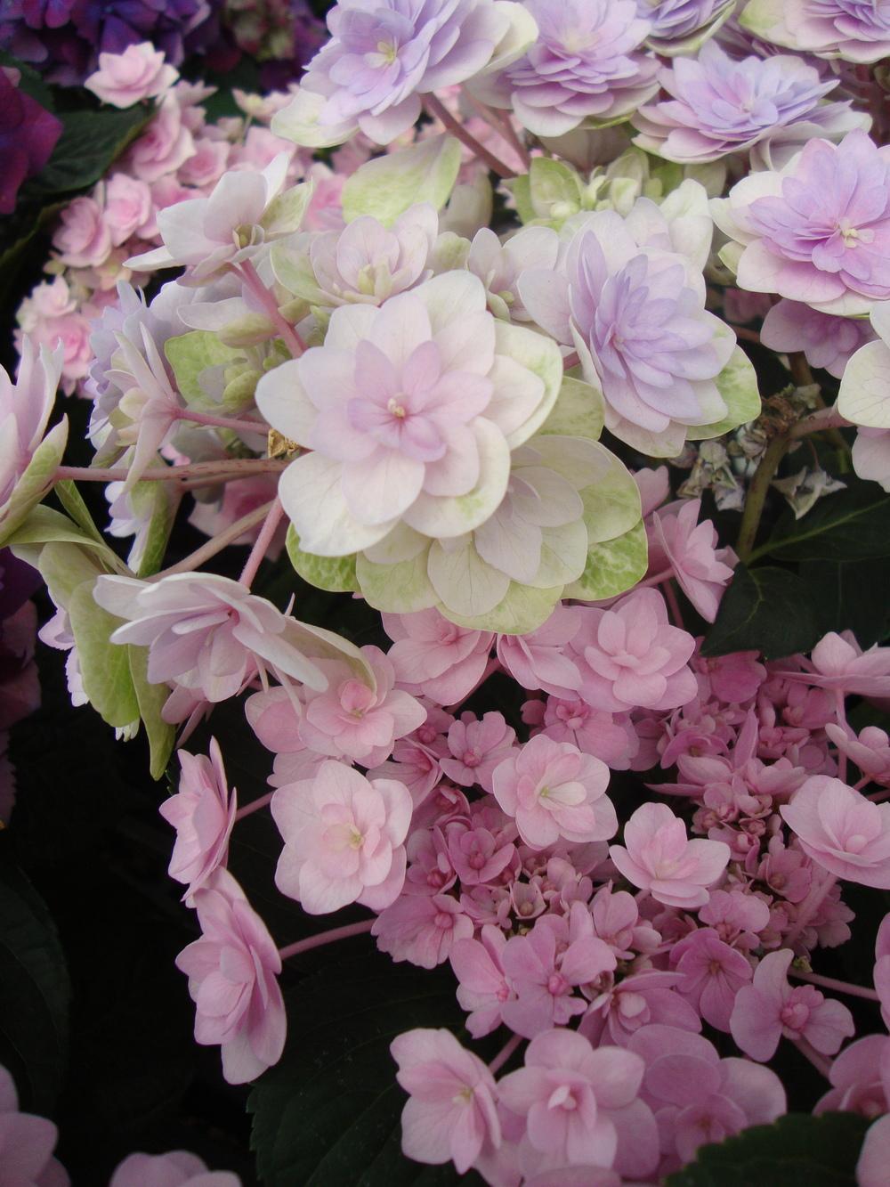 Photo of Hydrangea (Hydrangea macrophylla You Me® Passion) uploaded by Paul2032