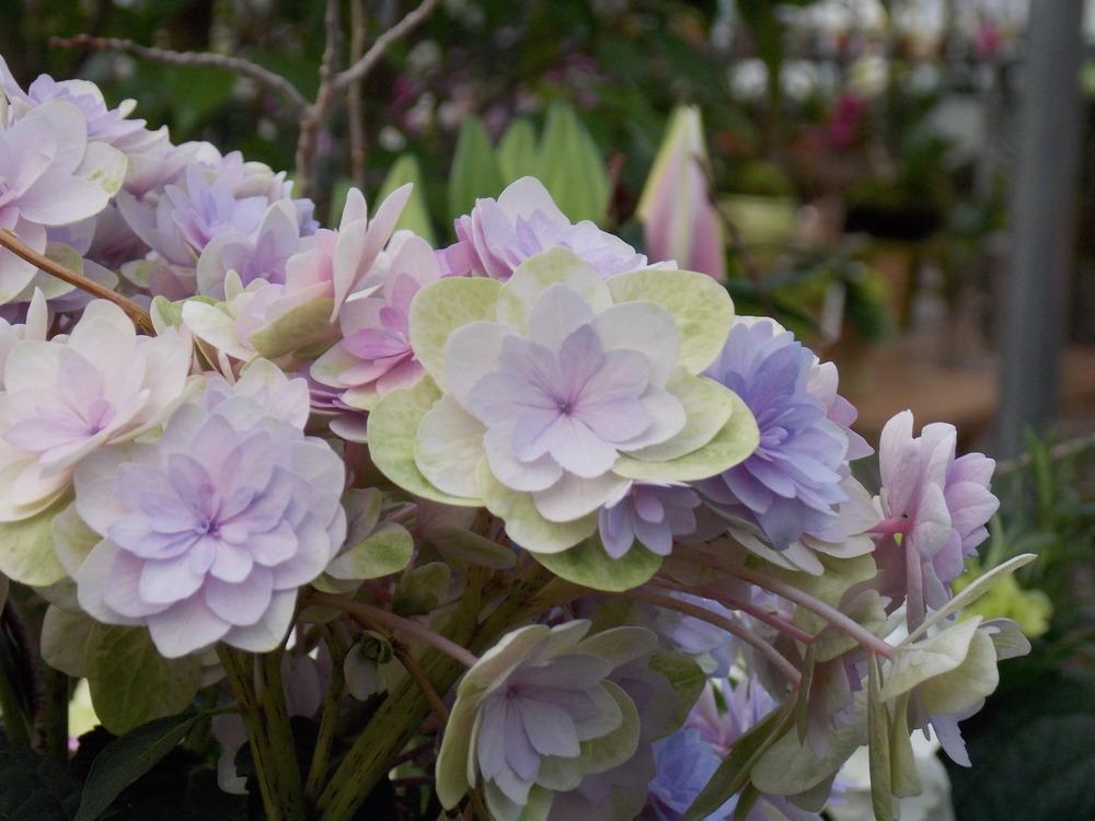 Photo of Hydrangea (Hydrangea macrophylla You Me® Passion) uploaded by Paul2032